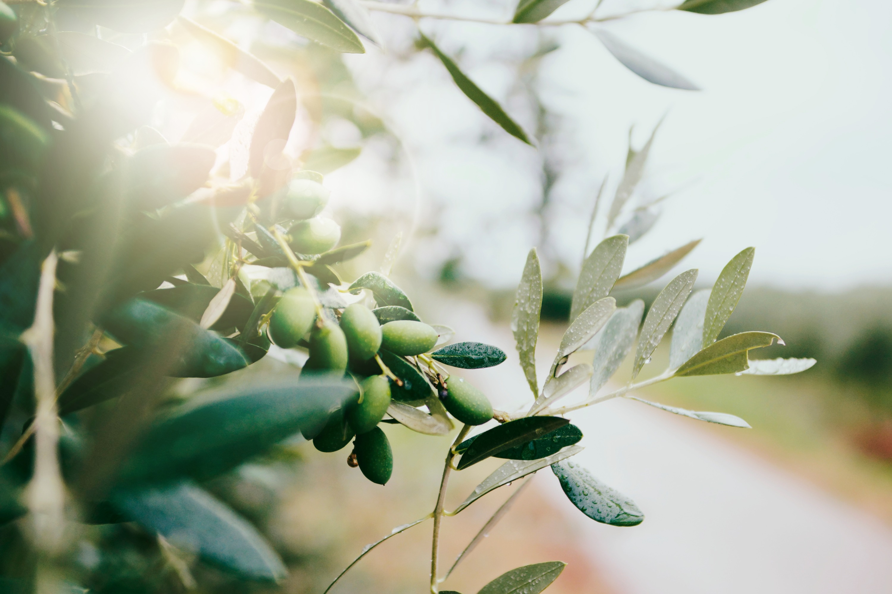 Mediterranean sourcing region